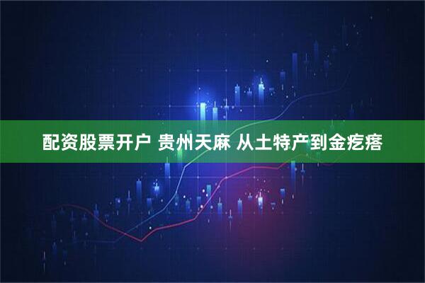 配资股票开户 贵州天麻 从土特产到金疙瘩